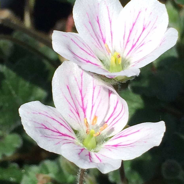 Erodium reichardii 'Album' – White Alpine Geranium