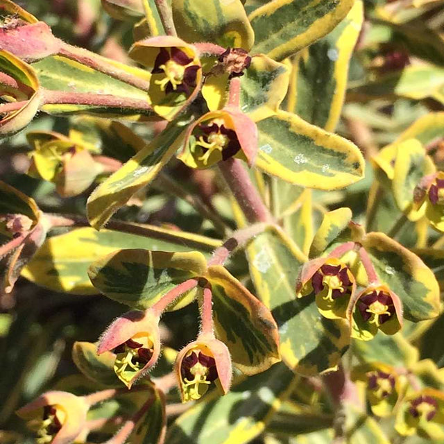 Euphorbia x martinii 'Ascot Rainbow' – Spurge