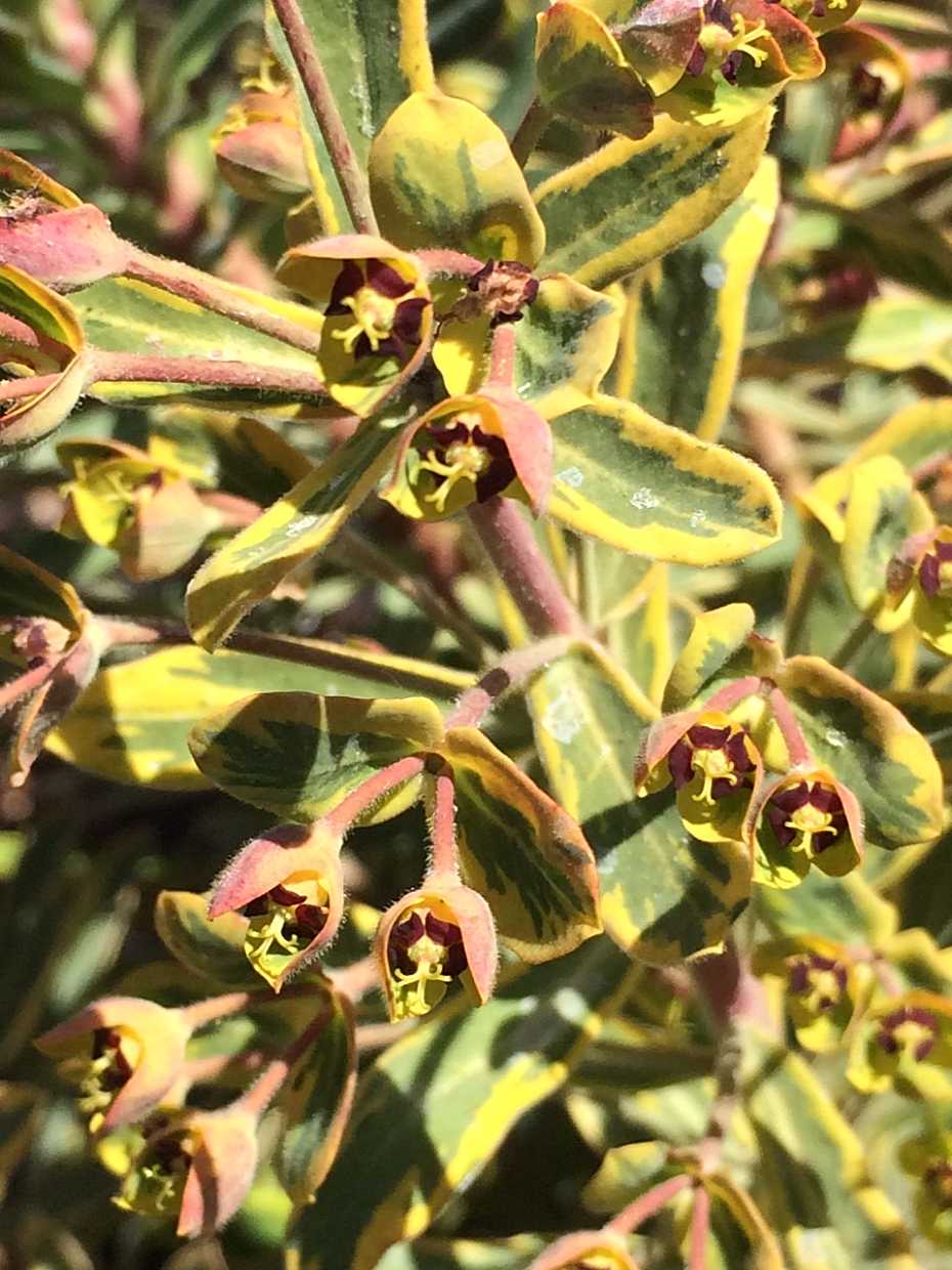 EUPHORBIA x martinii 'Ascot Rainbow' (Available Now)