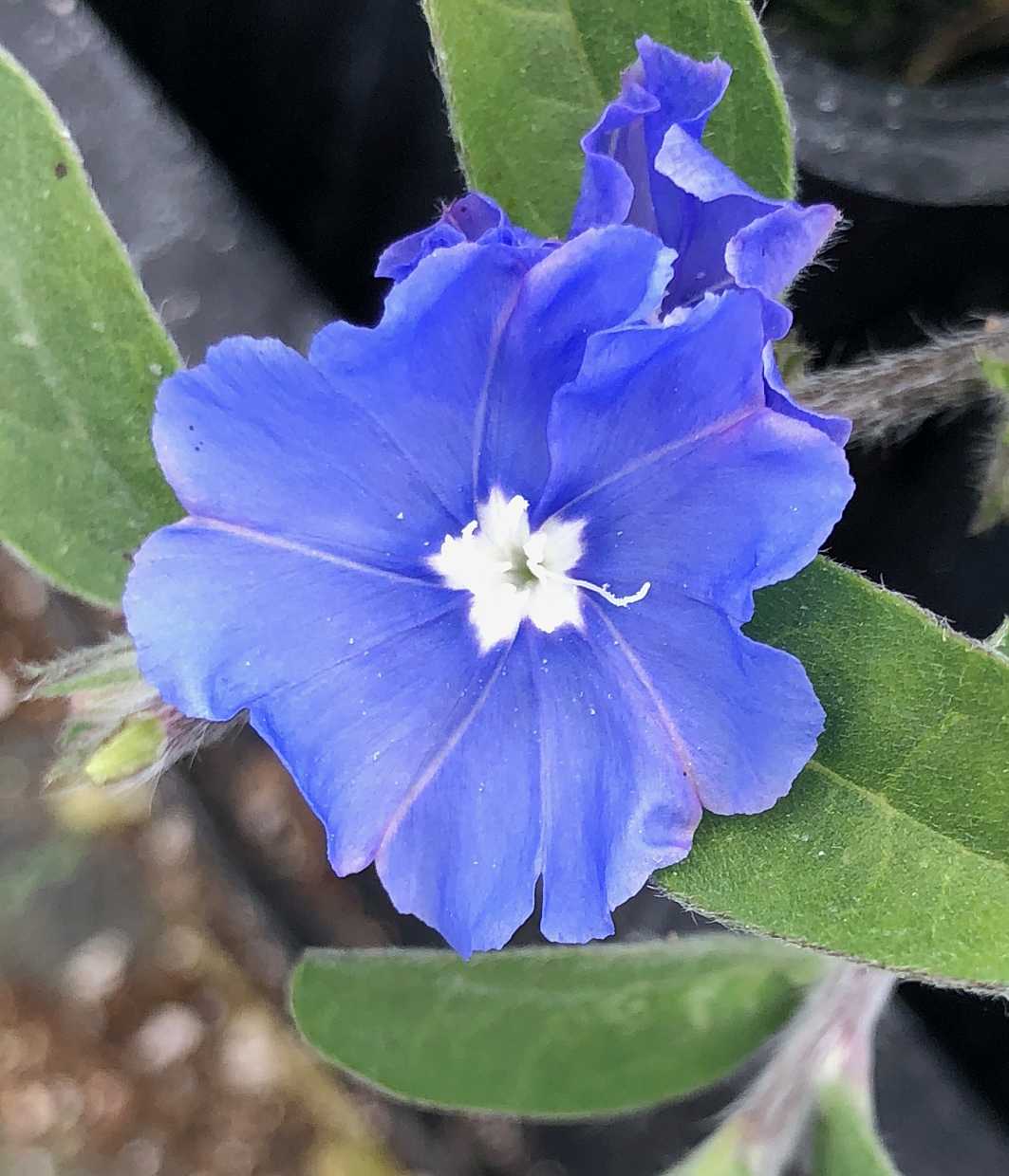 EVOLVULUS glomeratus 'Blue Daze' (Available Now)
