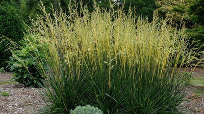 Festuca arundinacea 'Glow Sticks' – Tall Fescue Grass