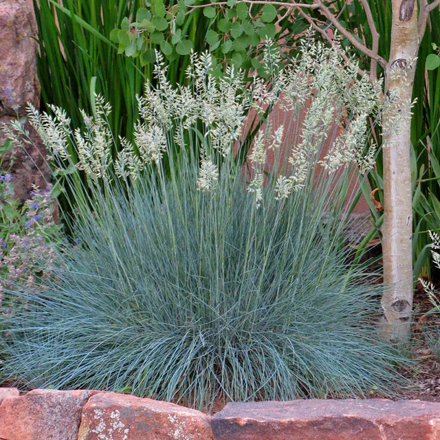 Festuca idahoensis 'Siskiyou Blue' – Idaho Fescue