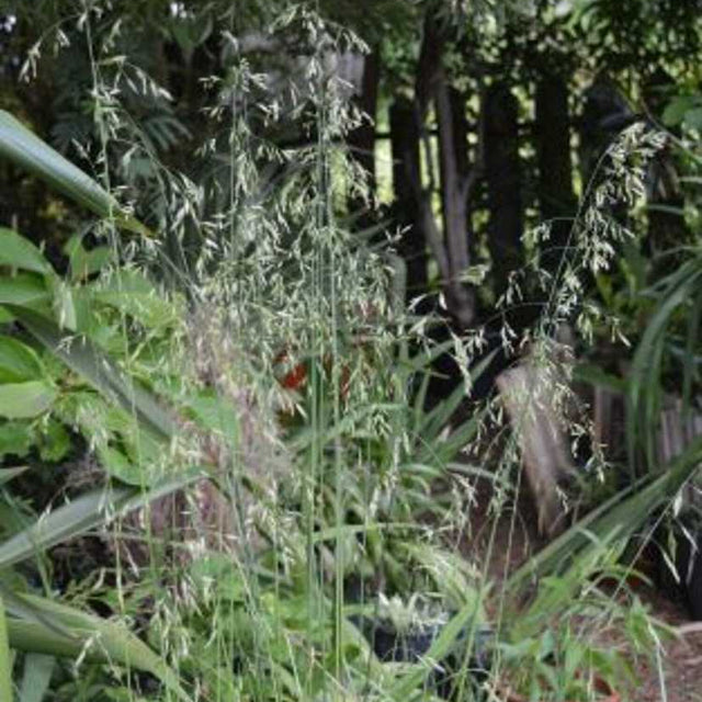 Festuca rubra 'Patrick's Point' – Red Fescue Grass