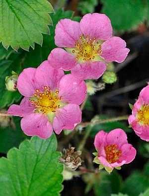 Fragaria 'Pink Panda' – Ornamental Strawberry