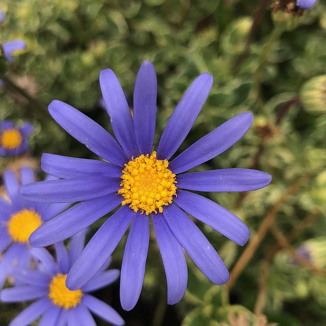 Felicia amelloides 'Variegata' – Variegated Blue Marguerite Daisy