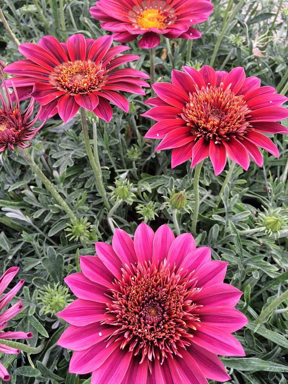 GAZANIA SunBathers 'Otomi' (Treasure Flower)