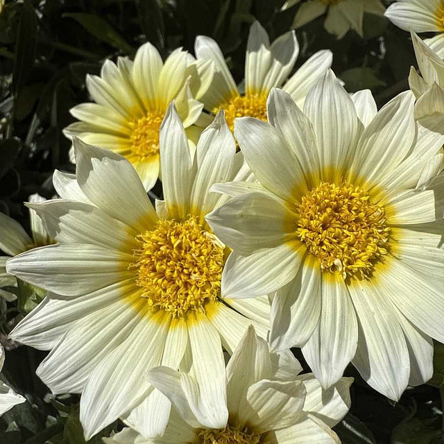Gazania 'Sun Love' – Treasure Flower, African Daisy