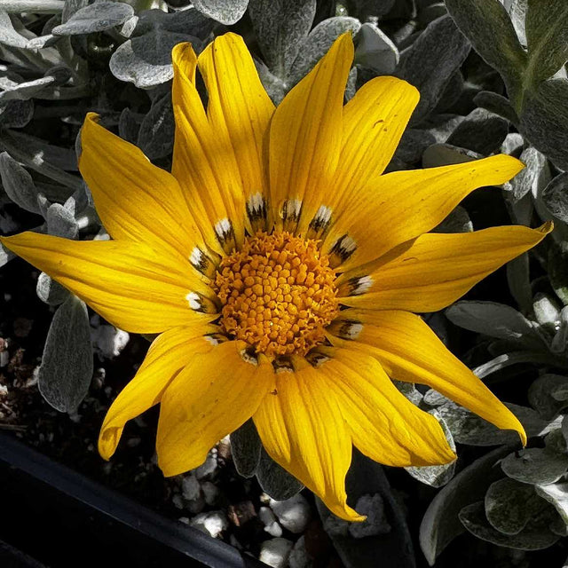 Gazania tomentosa – Silver Leaf Gazania