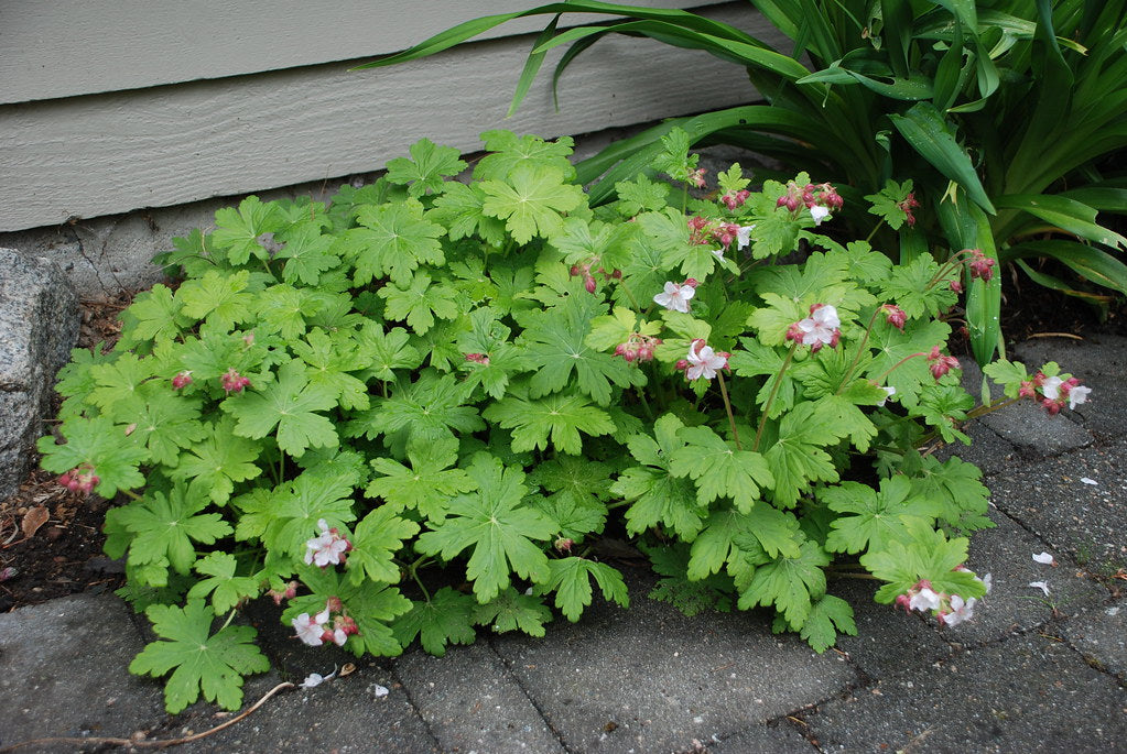 GERANIUM macrorrhizum 'Album' (Available Now)