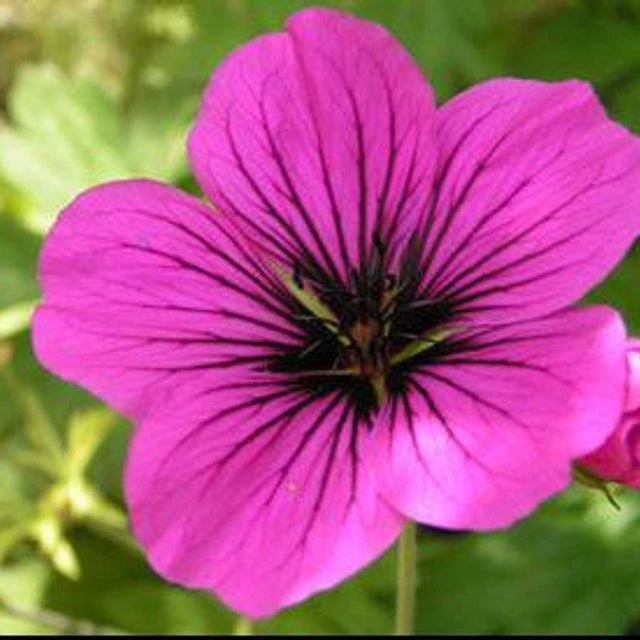 Geranium 'Patricia' – Crane's Bill