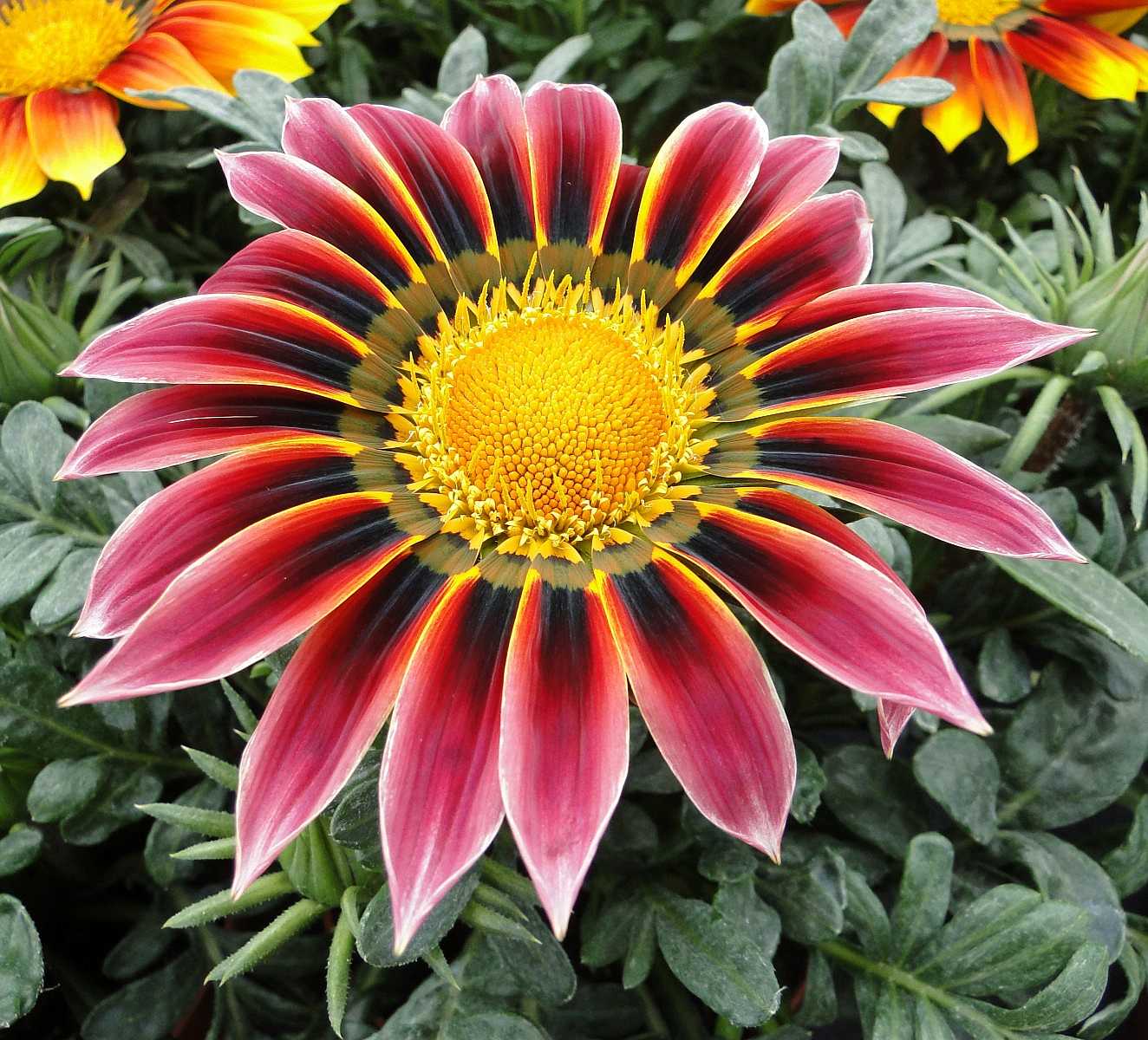 GAZANIA rigens 'Giant Violet Bicolor' (Treasure Flower, African Daisy)