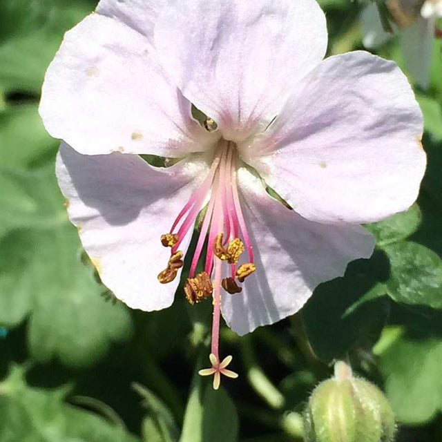Geranium x cantabrigiense 'Biokovo' – Crane's Bill