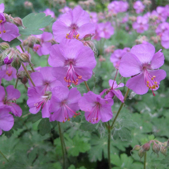Geranium x cantabrigiense 'Karmina' – Crane's Bill