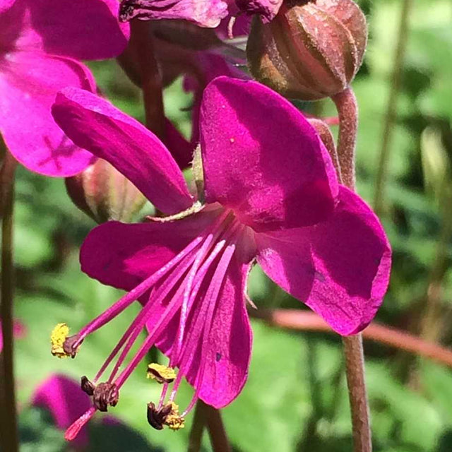 Geranium x cantabrigiense 'Crystal Rose' – Crane's Bill