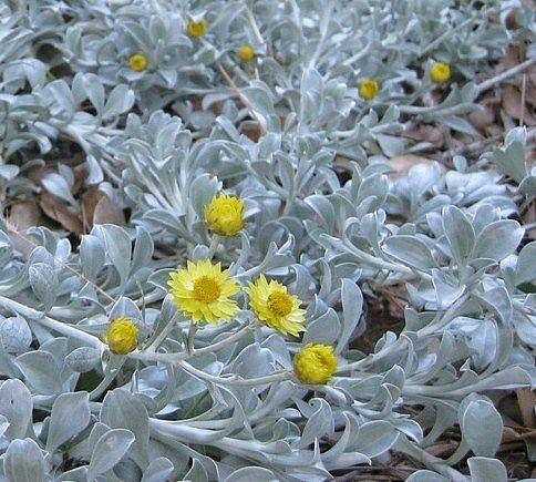 Helichrysum argyrophyllum 'Moe's Gold' – Licorice Plant