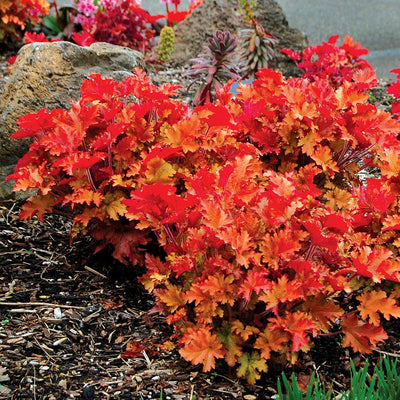 Heuchera 'Marmalade' – Coral Bells