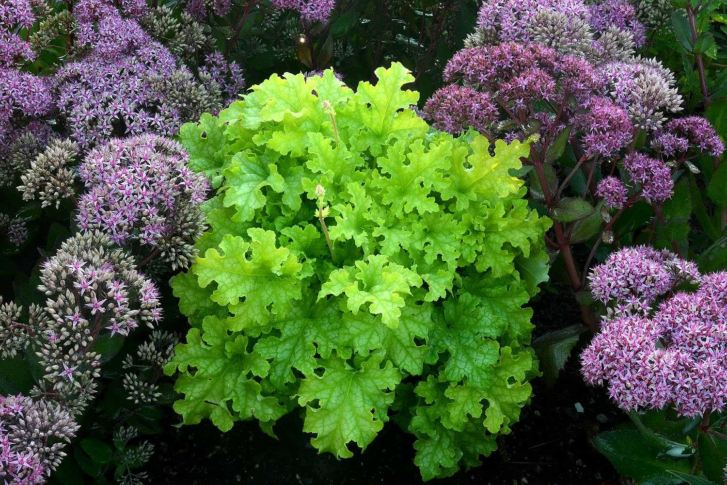 HEUCHERA 'Lime Ruffles'  (Coral Bells)