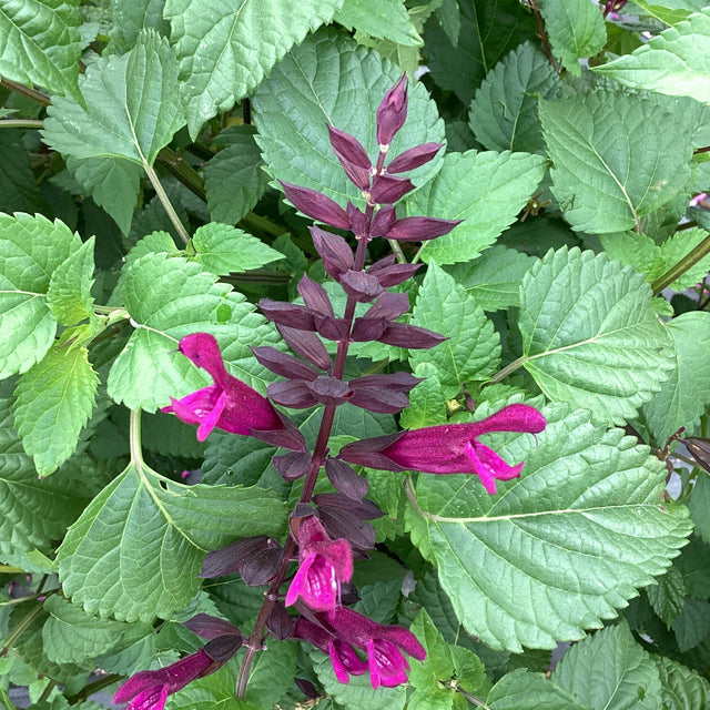 Salvia guaranitica 'Plum Crazy' – Anise-Scented Sage
