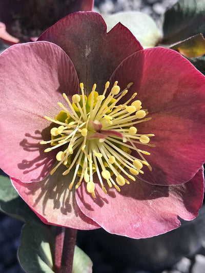 Helleborus 'Frostkiss Penny's Pink' – Lenten Rose