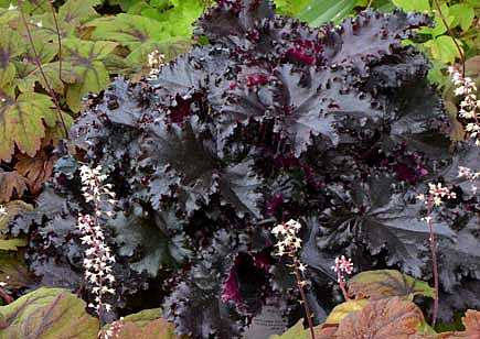 HEUCHERA 'Black Taffeta' (Alum Root, Coral Bells)