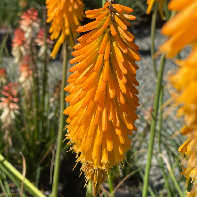 Kniphofia 'Mango Popsicle' – Torch Lily