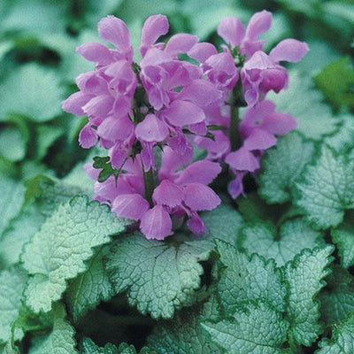 Lamium maculatum 'Orchid Frost' – Spotted Dead Nettle