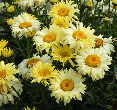Leucanthemum x superbum 'Goldfinch' – Shasta Daisy