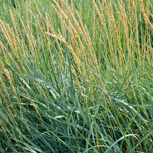 LEYMUS triticoides 'Lagunita' (Available Now)