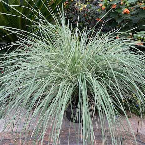 Lomandra longifolia 'Arctic Frost' – Mat Rush