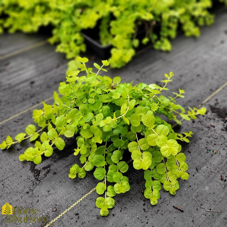 LYSIMACHIA nummularia 'Aurea' (Available Now)