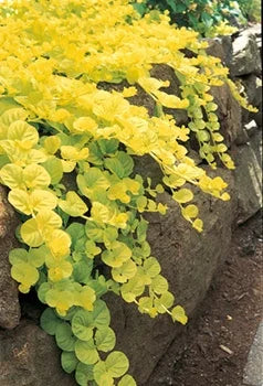 Lysimachia nummularia 'Goldilocks' – Creeping Jenny