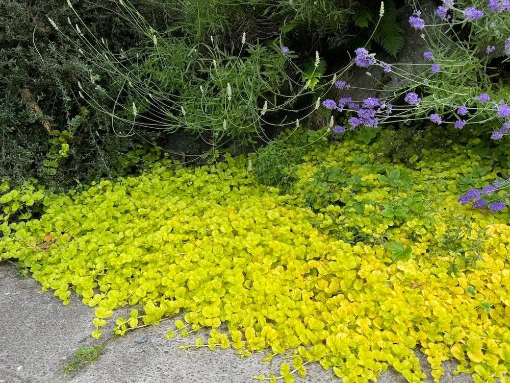 LYSIMACHIA nummularia 'Goldilocks' (Available Now)