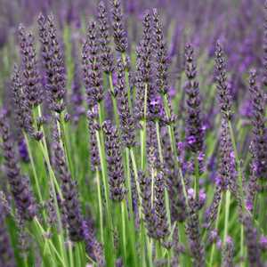 Lavandula x intermedia 'Grosso' – Lavandin