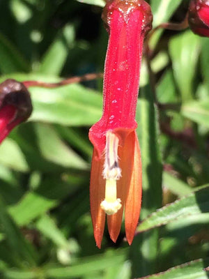 Lobelia laxiflora – Firecracker Plant