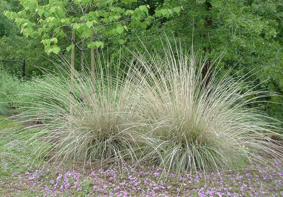 MUHLENBERGIA rigens (Available Now)
