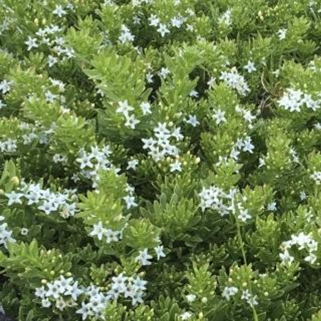 Myoporum parvifolium 'Davis' – Creeping Boobialla