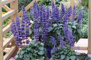 Salvia 'Mystic Spires Blue' – Sage
