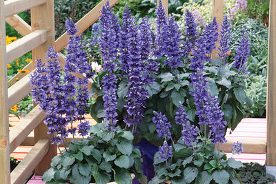 Salvia 'Mystic Spires Blue' – Sage