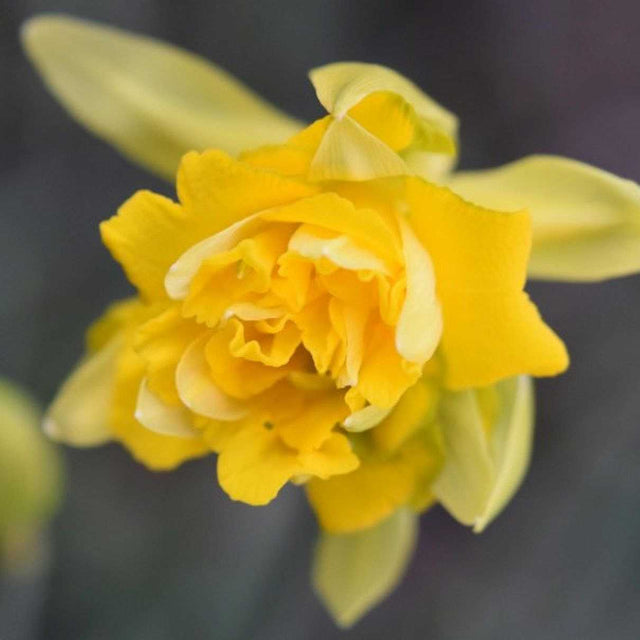 Narcissus 'Tete Boucle' – Miniature Double Daffodil
