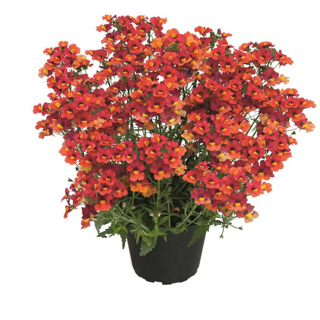 Nemesia hybrid Babycake 'Little Papaya' – Babycakes Series