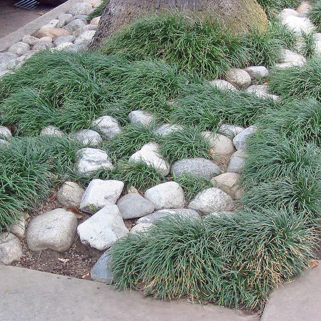 Ophiopogon japonicus – Mondo Grass