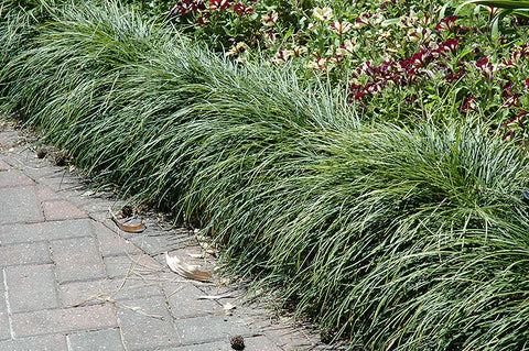 OPHIOPOGON japonicus