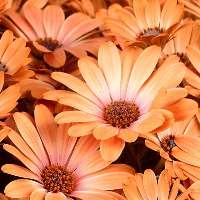 Osteospermum hybrid Gelato 'Apricot' – Cape Daisy