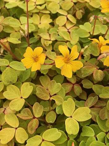 Oxalis siliquosa 'Sunset Velvet' – Wood Sorrel