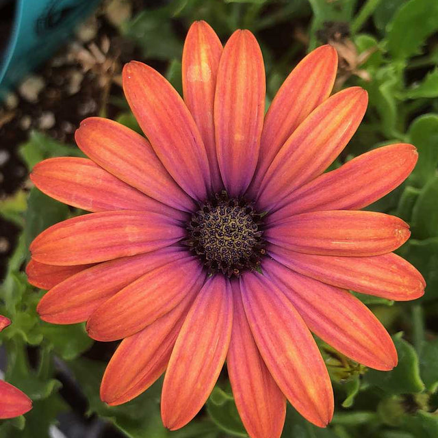 Osteospermum ecklonis Ostica 'Bronze' – Cape Daisy