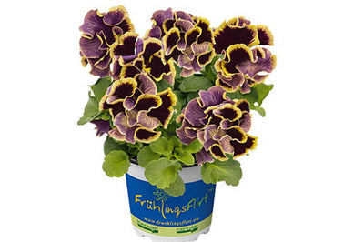 Viola x wittrockiana 'Ruffles Dark Heart' – Ruffles Series Pansy