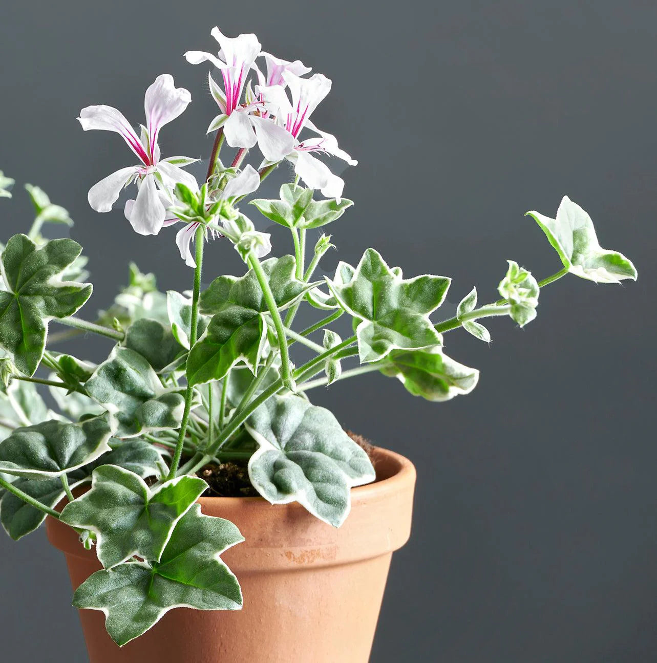 PELARGONIUM 'L'elegante' (Ivy)