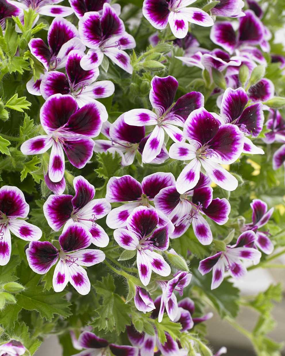 PELARGONIUM 'Mosquitaway Eva' (Scented)