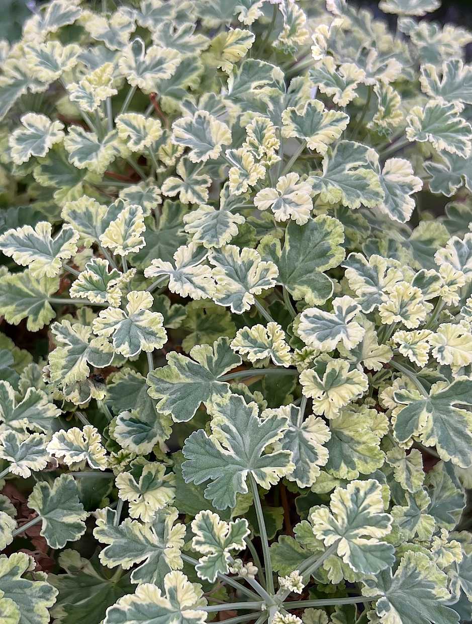PELARGONIUM fragrans Aroma 'Creamy Nutmeg' (Scented)