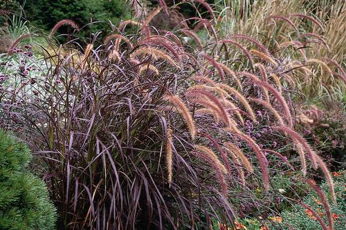 Pennisetum setaceum 'Rubrum' – Purple Fountain Grass